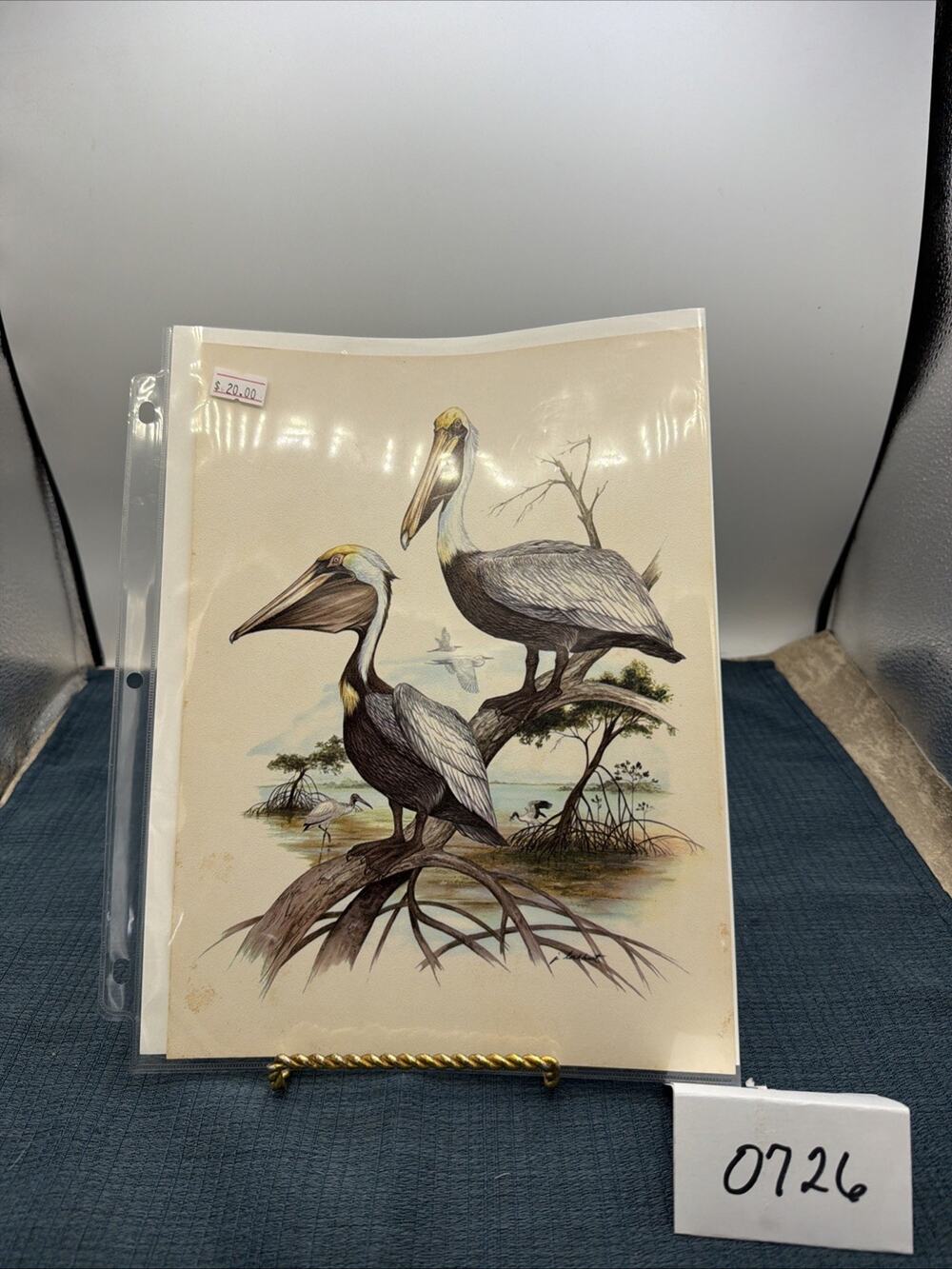 Pelican Birds Vintage Art Print By J Lockhart 8 x 11 Unframed